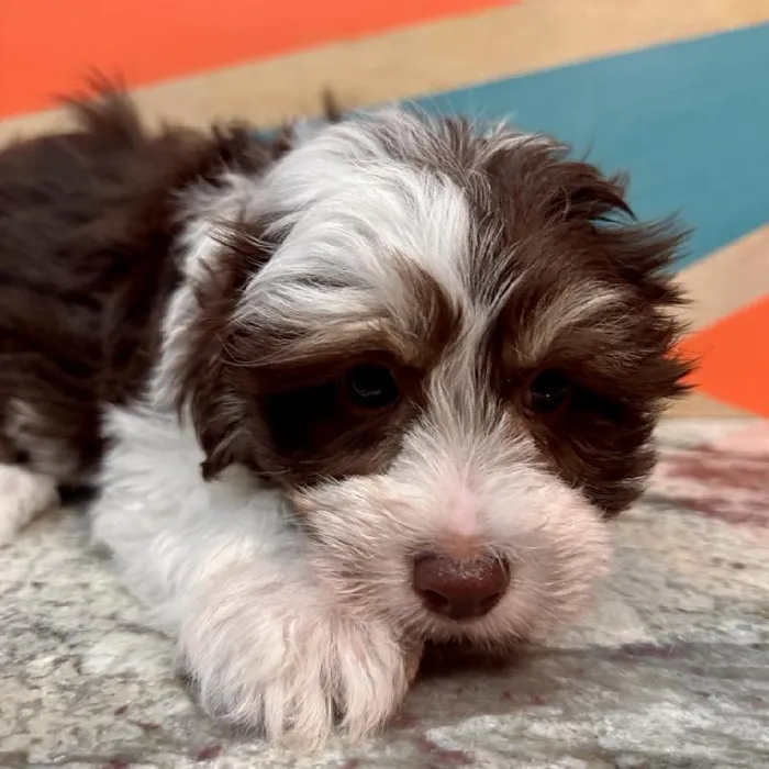 Male Hava-Chon Puppy for Sale in Joplin, MO