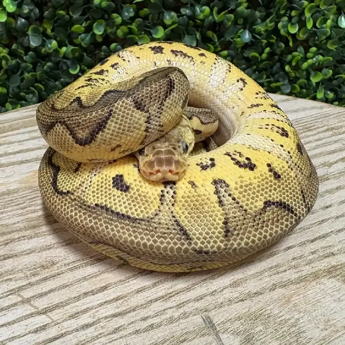 Male Ball Python reptile for sale at Petland Joplin.