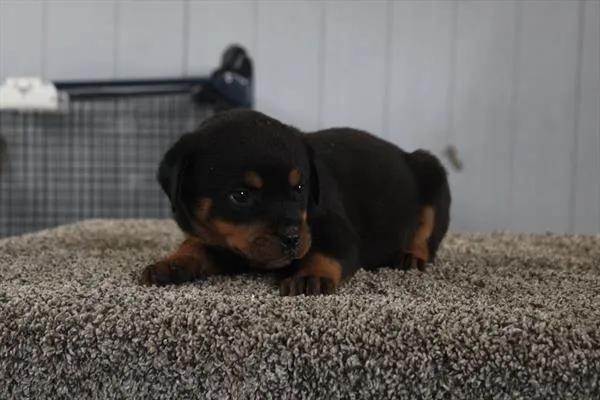 Female Rottweiler puppy for sale at Petland Joplin.
