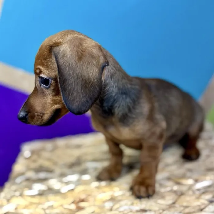 Male Dachshund Puppy for Sale in Rogers, AR