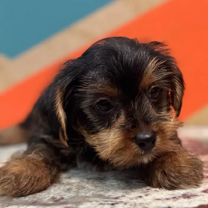 Male Yorkie Puppy for Sale in Joplin, MO