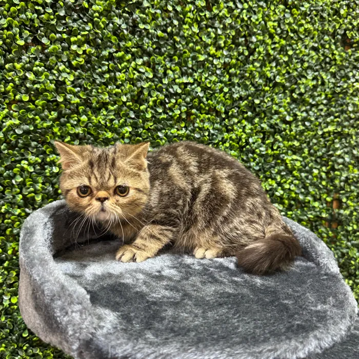 Male Exotic kitten named Tab for sale at Petland Rogers.