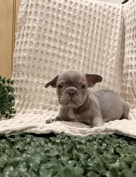Male French Bulldog puppy for sale at Petland Fayetteville.