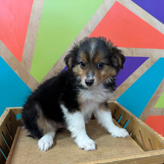 Male Mini Aussie puppy for sale at Petland Joplin.