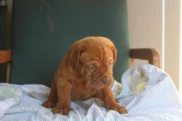 Male Dogue De Bordeaux puppy named Dude for sale at Petland Joplin.