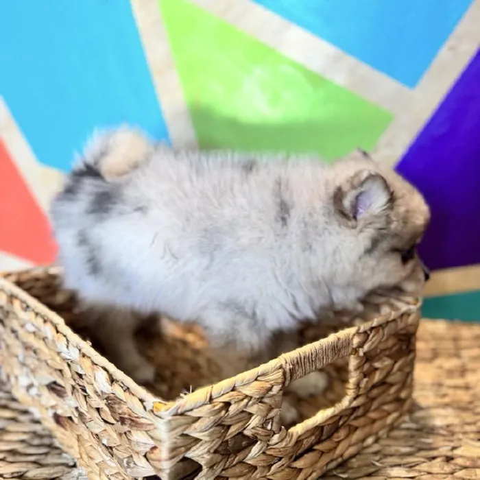 Male Pomsky Puppy for Sale in Joplin, MO