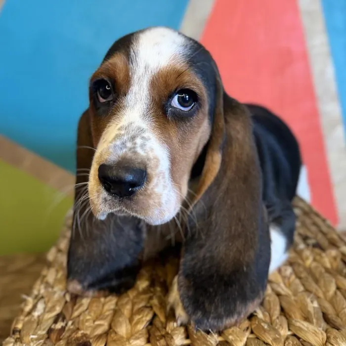 Female Basset Hound Puppy for Sale in Rogers, AR