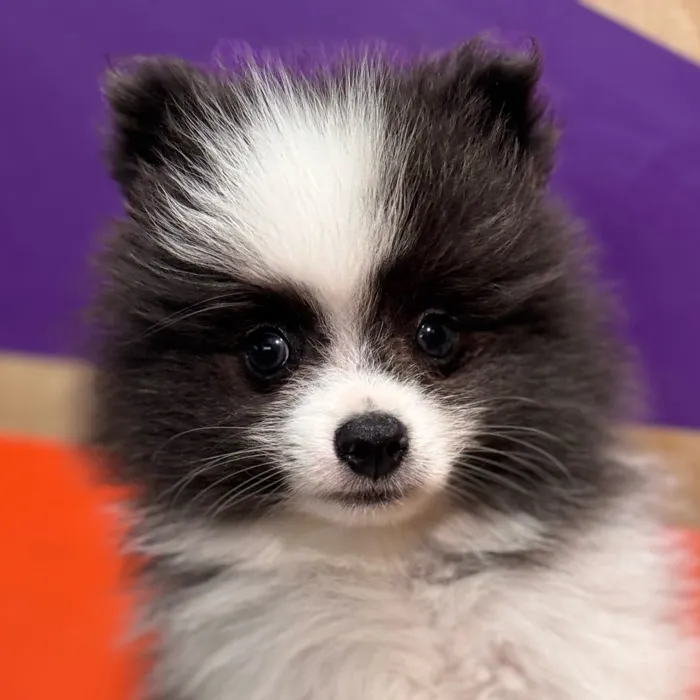 Male Pomeranian puppy for sale at Petland Rogers.