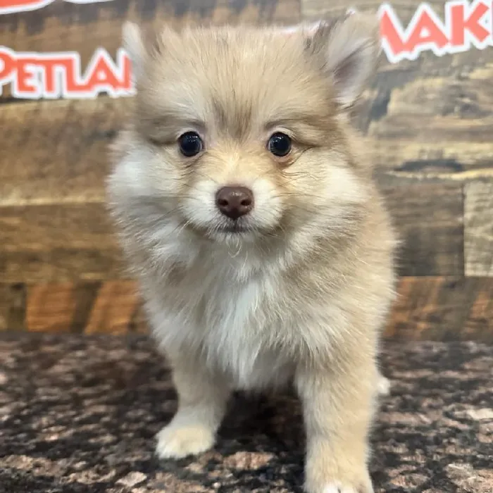 Male Pomeranian Puppy for Sale in Joplin, MO