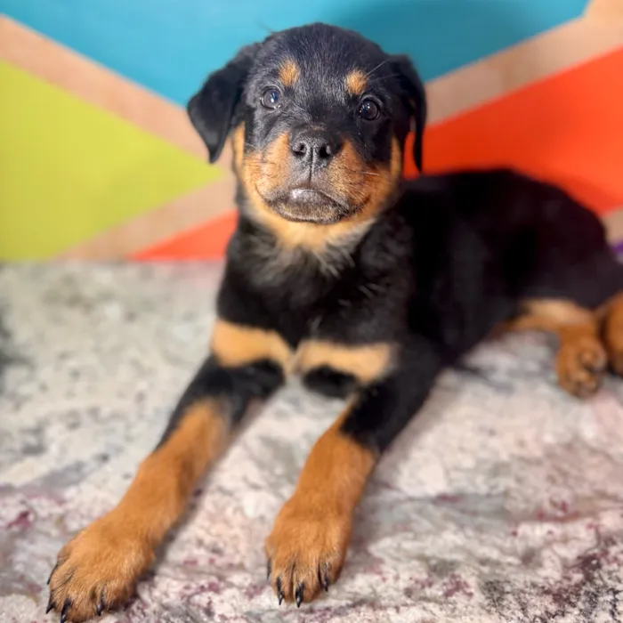 Female Rottweiler puppy named Remi for sale at Petland Joplin.