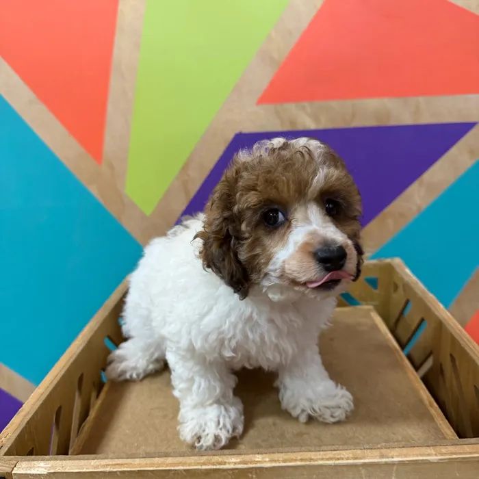 Female Mini Poodle puppy named Dahlia for sale at Petland Joplin.