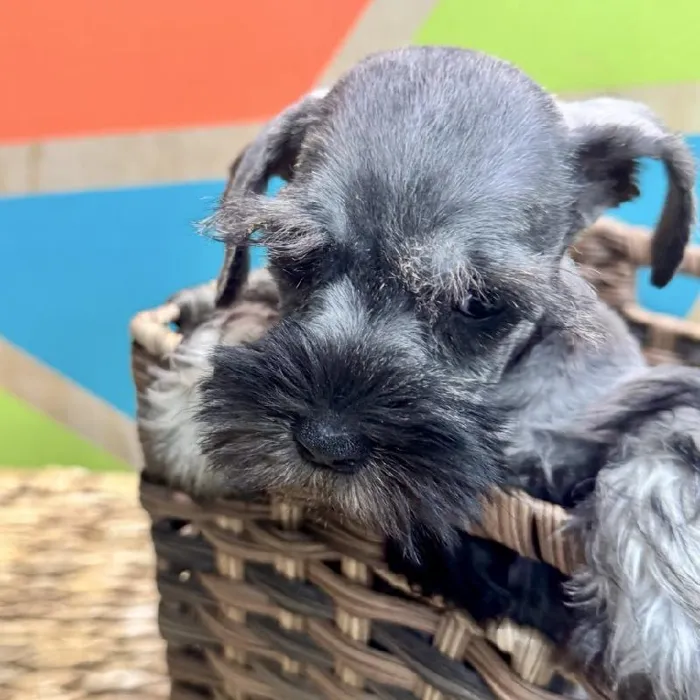 Female Mini Schnauzer Puppy for Sale in Rogers, AR