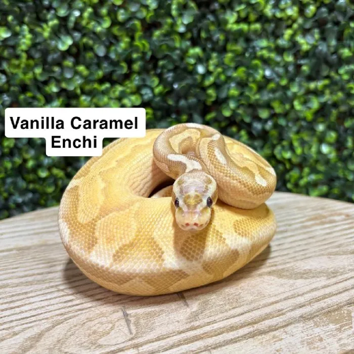 Male Ball Python reptile for sale at Petland Joplin.
