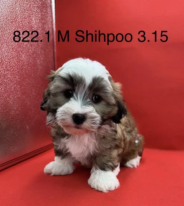 Male Shipoo puppy for sale at Petland Joplin.