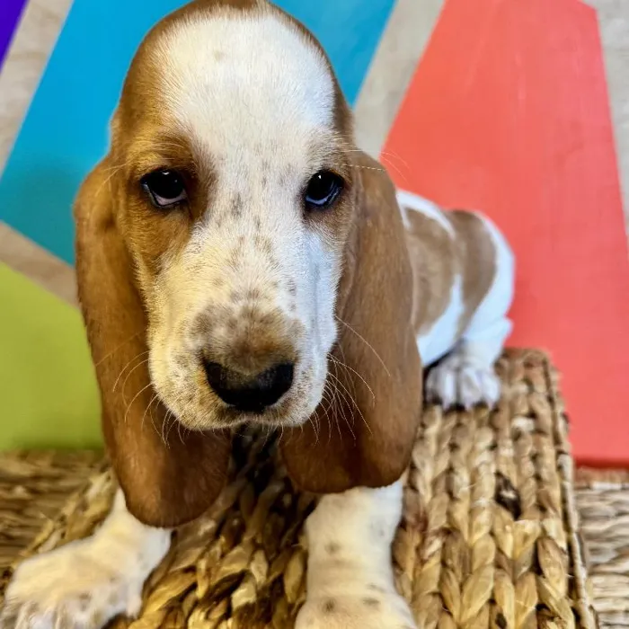 Male Basset Hound Puppy for Sale in Rogers, AR