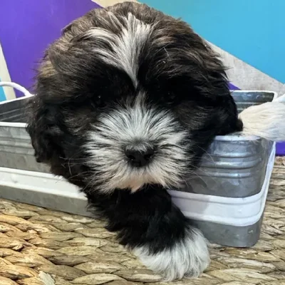 Male Lhasa Apso Puppy for Sale in Rogers, AR