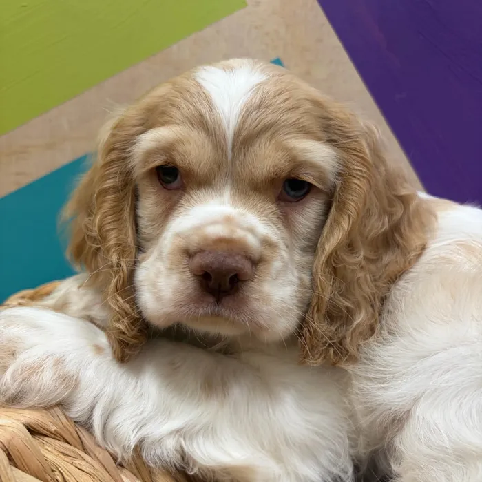 Male Cocker Spaniel puppy named Charlie for sale at Petland Wichita West.