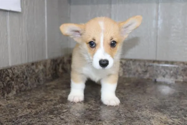 Male Pembroke Welsh Corgi puppy named Carter for sale at Petland Joplin.