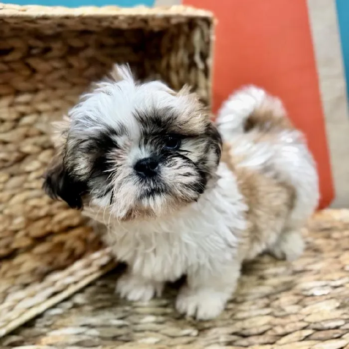 Male Shih Tzu Puppy for Sale in Rogers, AR