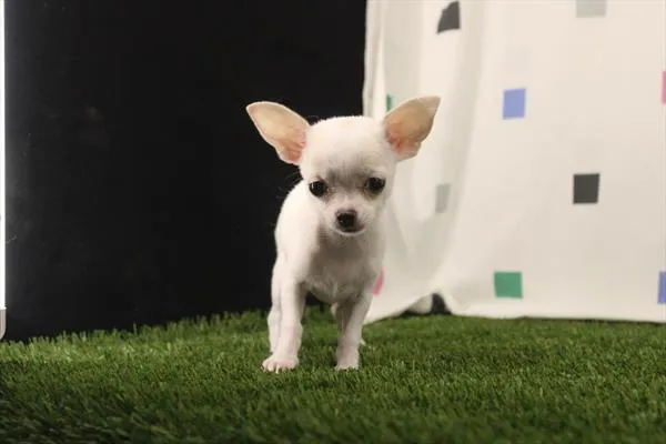 Female Chihuahua puppy for sale at Petland Joplin.
