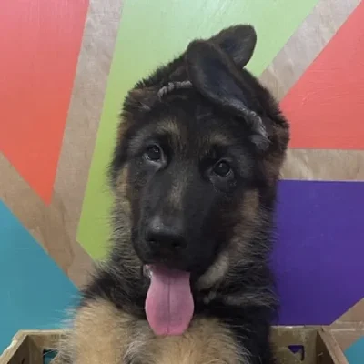 Male German Shepherd Puppy for Sale in Joplin, MO