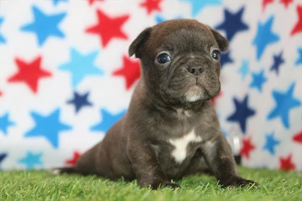 Male Frenchton puppy for sale at Petland Rogers.