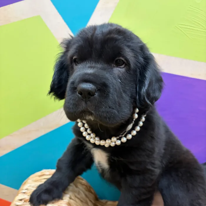Female Mini Hippo puppy named Ebony for sale at Petland Wichita West.