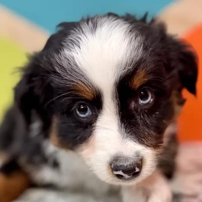 Female Mini Aussie Puppy for Sale in Rogers, AR