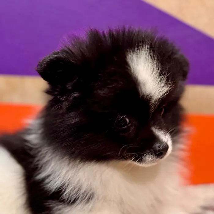 Male Pomeranian puppy for sale at Petland Rogers.