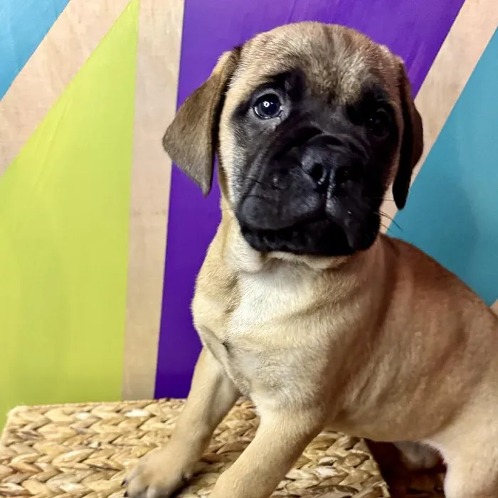 Female Bullmastiff Puppy for Sale in Joplin, MO