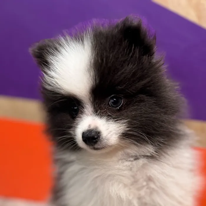 Male Pomeranian puppy for sale at Petland Rogers.