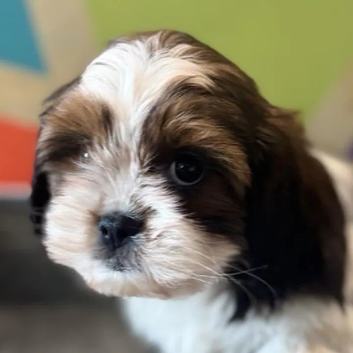 Female Shih Tzu Puppy for Sale in Rogers, AR