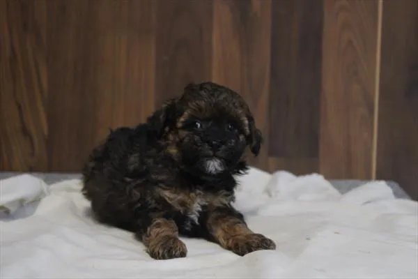 Male Maltipoo puppy named Mario for sale at Petland Rogers.