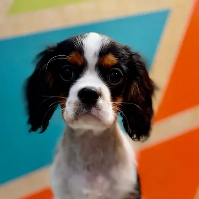 Male Cavalier King Charles Spaniel puppy named Milo for sale at Petland Rogers.