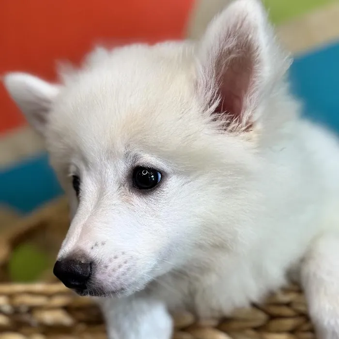 Male American Eskimo Puppy for Sale in Rogers, AR