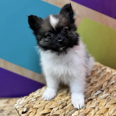 Male Pomeranian Puppy for Sale in Rogers, AR