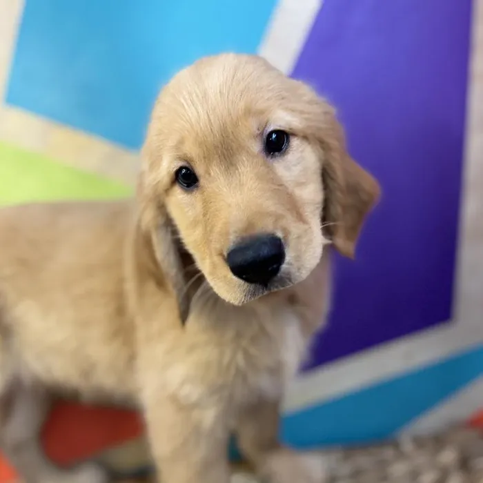 Male Golden Retriever Puppy for Sale in Rogers, AR