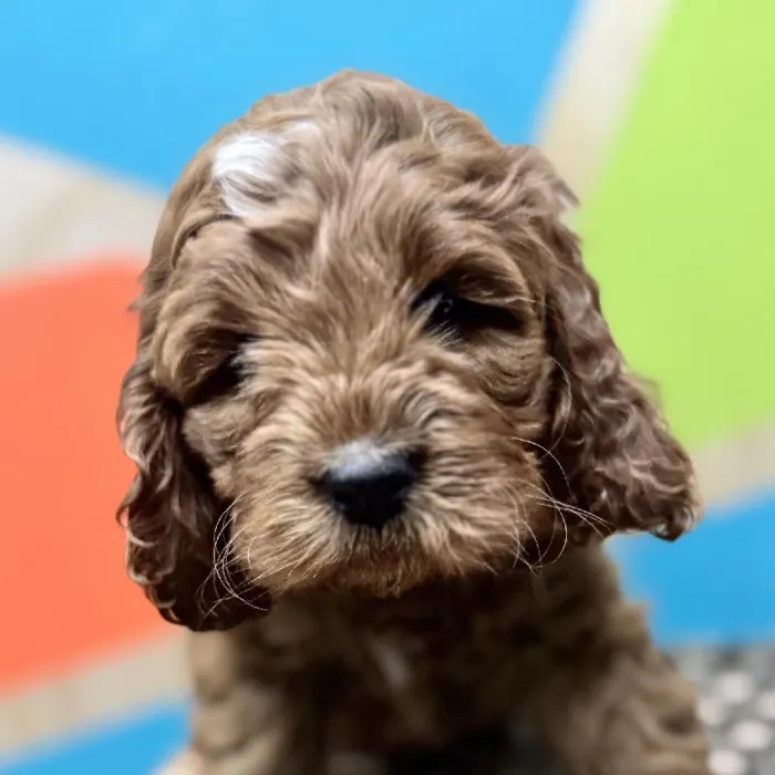 Male Cockapoo Puppy for Sale in Rogers, AR