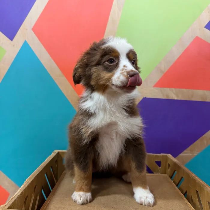 Female Mini Aussie puppy named Maya for sale at Petland Joplin.