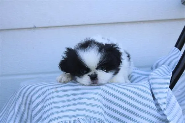 Female Pekingese puppy for sale at Petland Joplin.