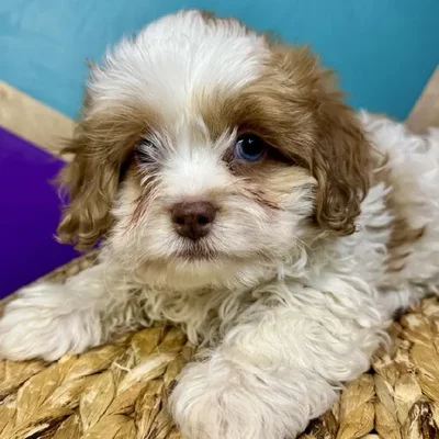 Male Shipoo Puppy for Sale in Rogers, AR