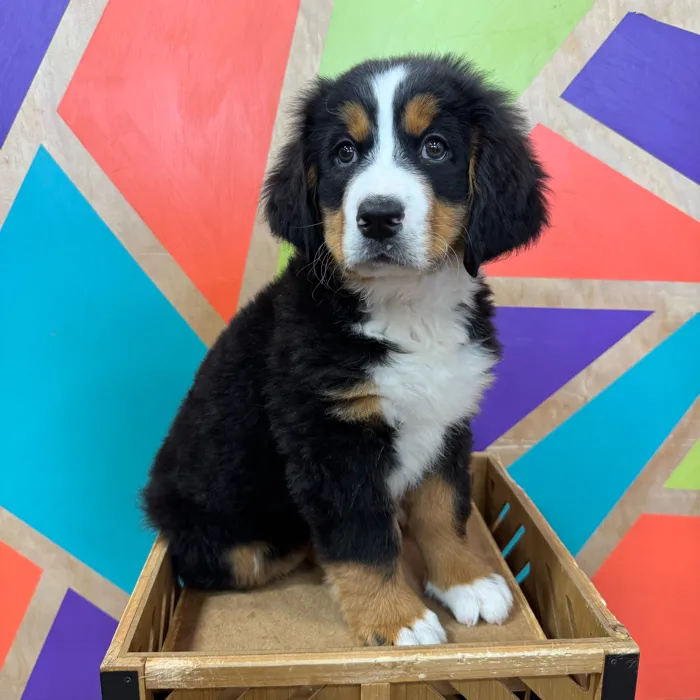 Female Bernese Mountain Dog puppy named Daisy for sale at Petland Joplin.