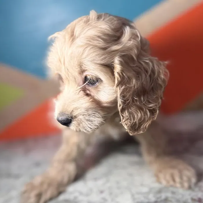 Female Cockapoo puppy named Nutmeg for sale at Petland Fayetteville.