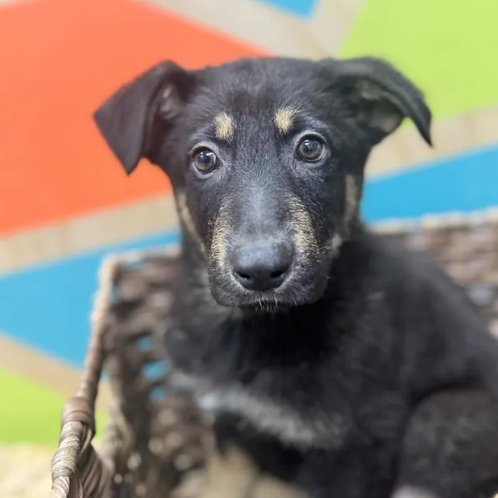 Male German Shepherd Puppy for Sale in Rogers, AR