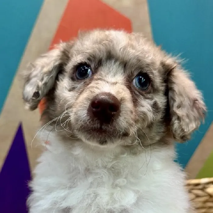 Male Pom-A-Poo Puppy for Sale in Rogers, AR