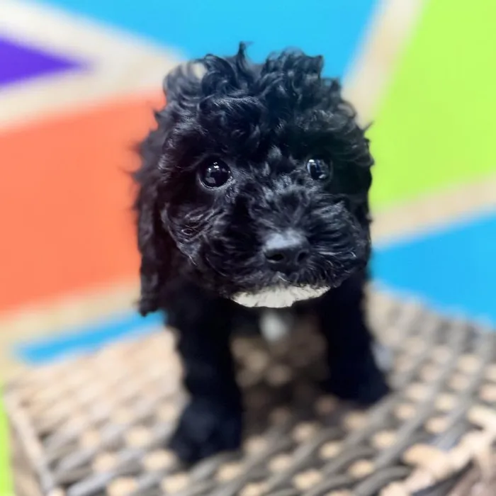 Female Shipoo Puppy for Sale in Rogers, AR