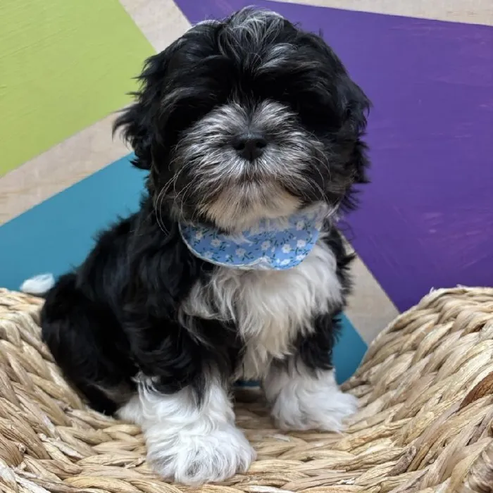 Male Shipoo puppy named Rocky for sale at Petland Wichita West.