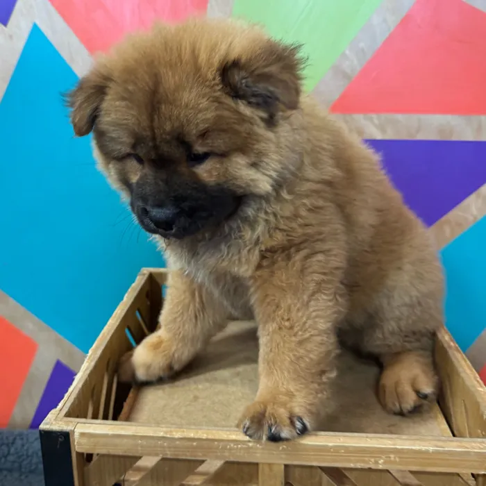 Female Chow Chow puppy named Charlie for sale at Petland Joplin.