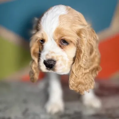 Female Cocker Spaniel puppy named Sally for sale at Petland Rogers.