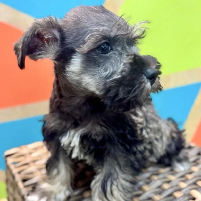 Male Mini Schnauzer Puppy for Sale in Rogers, AR